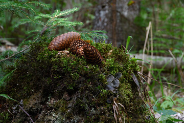 An old stump overgrown with green moss and other vegetation, on which spruce cones lie on top, with a bokeh of mixed forest thickets.