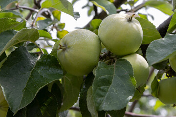 unripe apples with dew drops on a branch