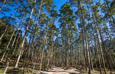 Estrada de terra passando por dentro de floresta de eucaliptos.