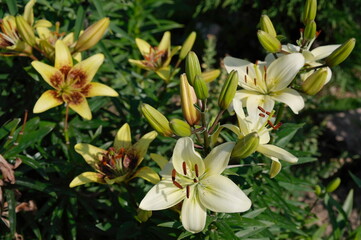 lilies in the garden