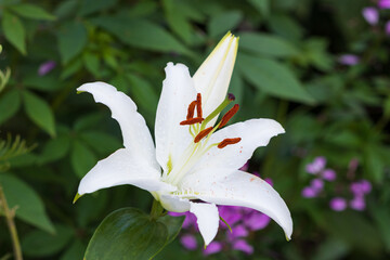 weiße Asiatische Lilie Makro © Natalia Greeske