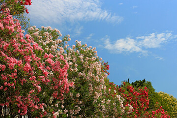 bright turkish flowers on the shores of the mediterranean sea