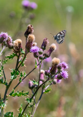 White and black butterfly flying around a purple thistle