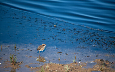 Aves de portugal