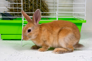 Ginger rabbit sits near the cage. A beautiful pet. Fluffy animal, fur. Home, joy. Close-up.