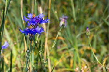 Сornflowers closeup in the meadow on a sunny day with bokeh