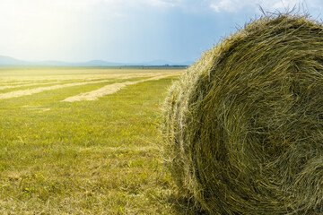 Haystack on a mown field. Yellow hay rolled into a stack against the blue sky. Rural landscape.