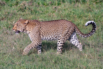 beautiful leopard in the short grass lands of the Maasai Mara, Kenya