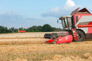 Obraz premium Wheat harvesting on field in summer season. Combine harvester harvests ripe wheat. agriculture. Process of gathering crop by agricultural machinery.