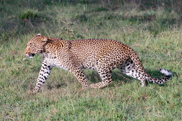 leopard prowling through the grass