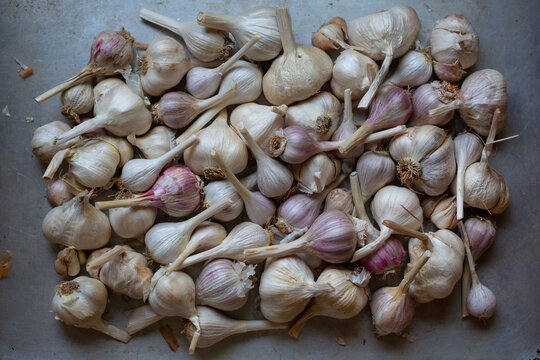 lots of garlic on metal tray 2