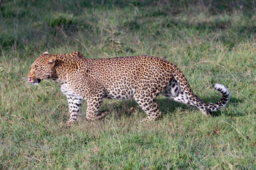 side shot of the profile of a beautiful Leopard in the Maasai Mara