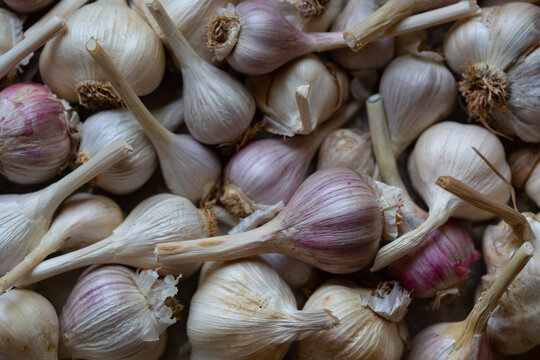 detail of purple skin garlic