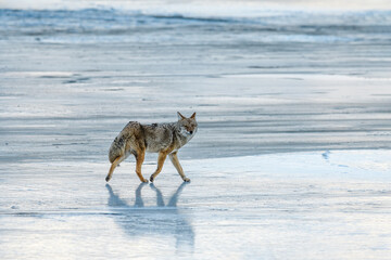 Coyote (Canis Latrans) howling on the frozen snowy and icy riverbank during winter in Jasper...