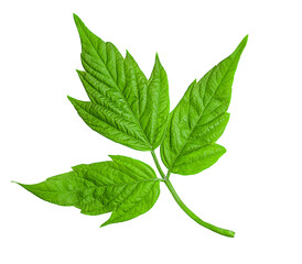 Obraz premium Maple american (Acer negundo). Green leaf isolated on white background