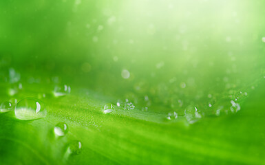 Drops of transparent rain water on a green leaf macro. Natural background
