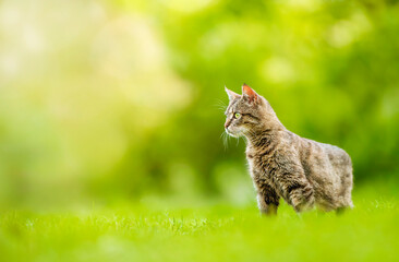 Cat outdoors on green grass. Animals in nature.