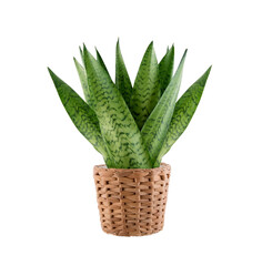 House plant Sansevieria in wicker flowerpot isolated on white background with clipping path