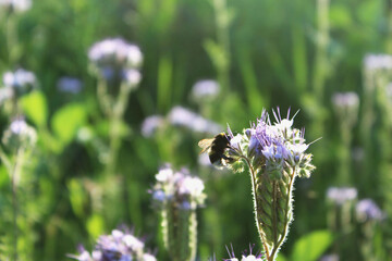 Photo of a bumblebee in a flower meadow. Nature photo. Summer meadow with flowers. Spring glade