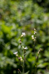 Silene latifolia in the forest, macro