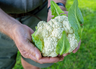 Man holding a fresh head of cauliflower.