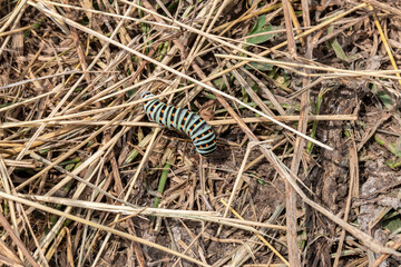 Caterpillar - larva of butterfly Black Swallowtail. Lat. - Papilio polyxenes. Against background of dry grass. Topic: butterflies and their larvae