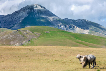 two cows grazing at campo imperatore abruzzo mountain in the background