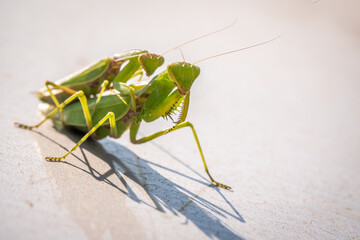 Mating of a pair of praying mantises. Close up of pair of European mantis or Praying mantis copulating in nature.