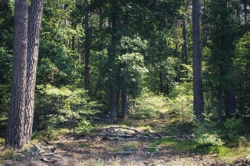 trees and shrubs in a European mixed forest in summer in Poland 