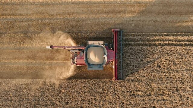 Wheat harvest. Combine harvesting golden ripe wheat field on an agricultural field at sunset in summer Aerial view from drone. Clouds of dust in light of setting sun. Farm Agro. Nature. 
