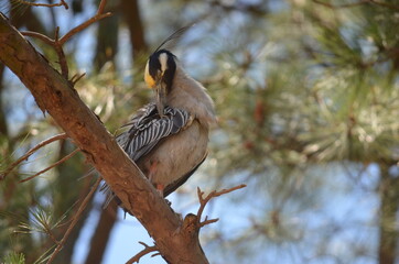 Yellow Crested Night Heron (cleaning)