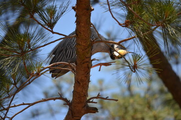Yellow Crested Night Heron (looking down)
