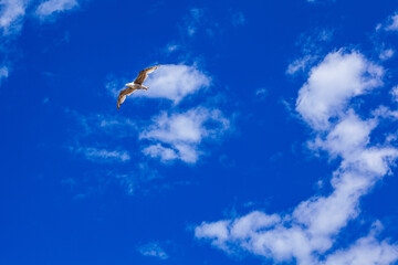 Seagull in flight