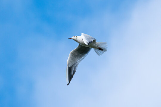 seagull in flight