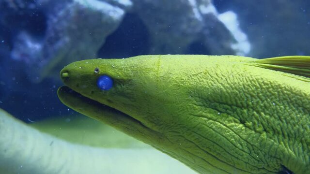 Green moray eel at the depth of the oceanarium