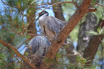 Yellow Crested Night Heron (couple resting)