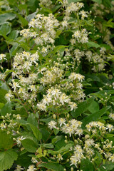 strauchbl&uuml;ten in einem biotop in rheinhessen