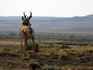 Pronghorn in Wild Wyoming