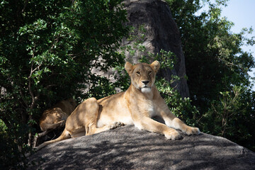 Obraz premium Lioness on Guard