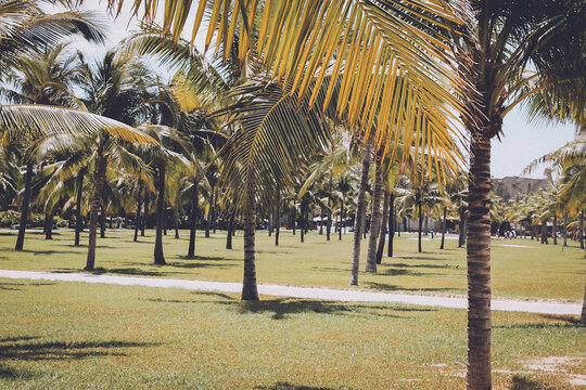 A glade of palm trees. Summer photo session 2021