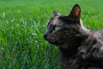 Naklejka na ściany i meble Side view of brown cat with yellow eyes looks angry or surprised lie on green grass background. Natural animal emotions.