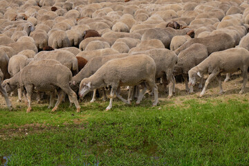 group of sheep grazing on the emperor abruzzo field