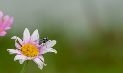 Obraz premium Życie w ogrodzie 