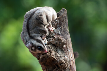 Sugar glider hanging on a tree branch