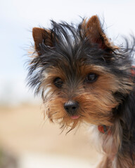 Close-up of toy Yorkshire Terrier