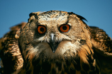 portrait of a horned owl