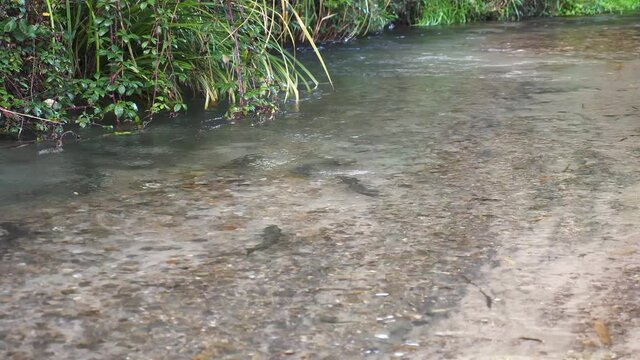 Rainbow Trout Active In Spawning Bed At Clear Flowing River. - Wide Shot