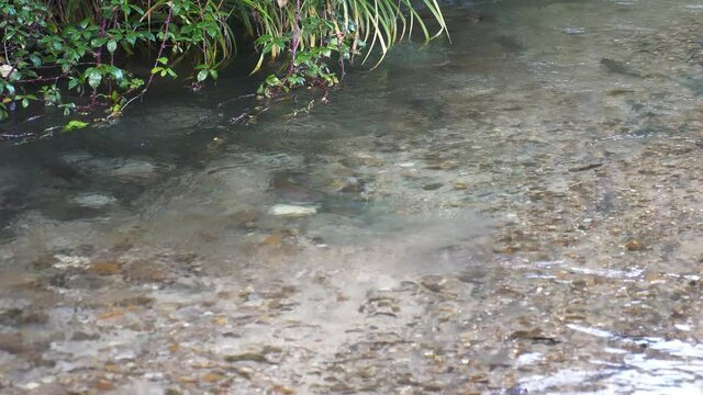 Rainbow Trouts On Pristine River With Stony Bottom During Spawning Season. - High Angle Shot