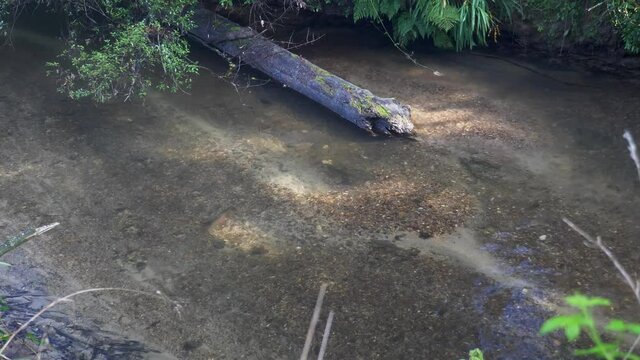 Spawning Rainbow Trout On A Redd In Shallow Rocky River. - Static Shot