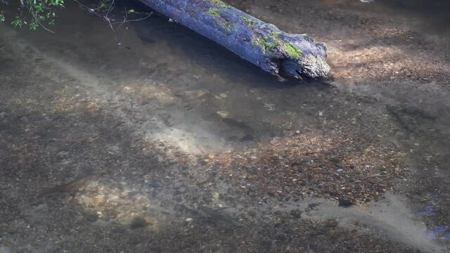 Rainbow Trout Spawning In A High Mountain River During Summertime. - High Angle Shot